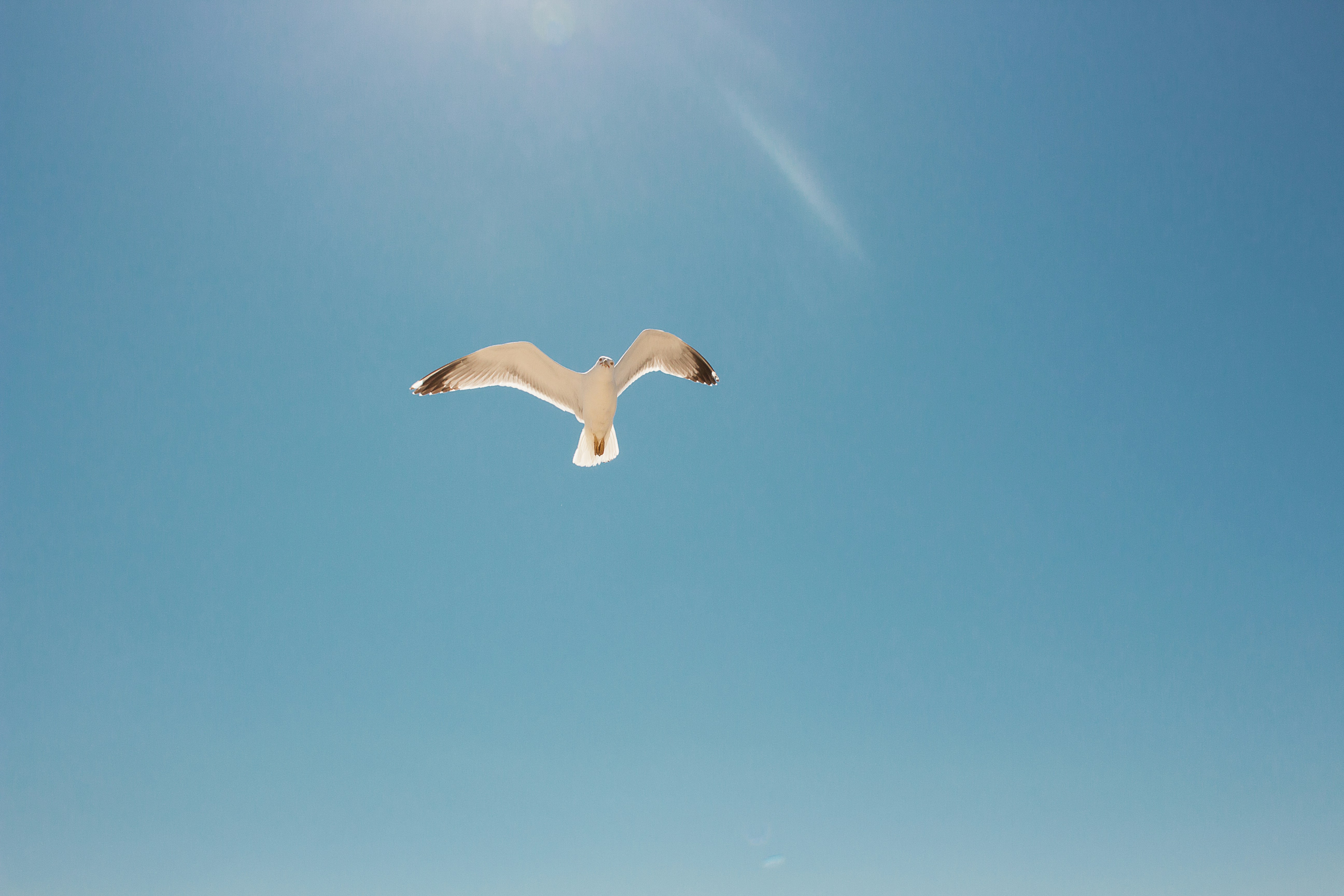 white and black seagull flying in the skies