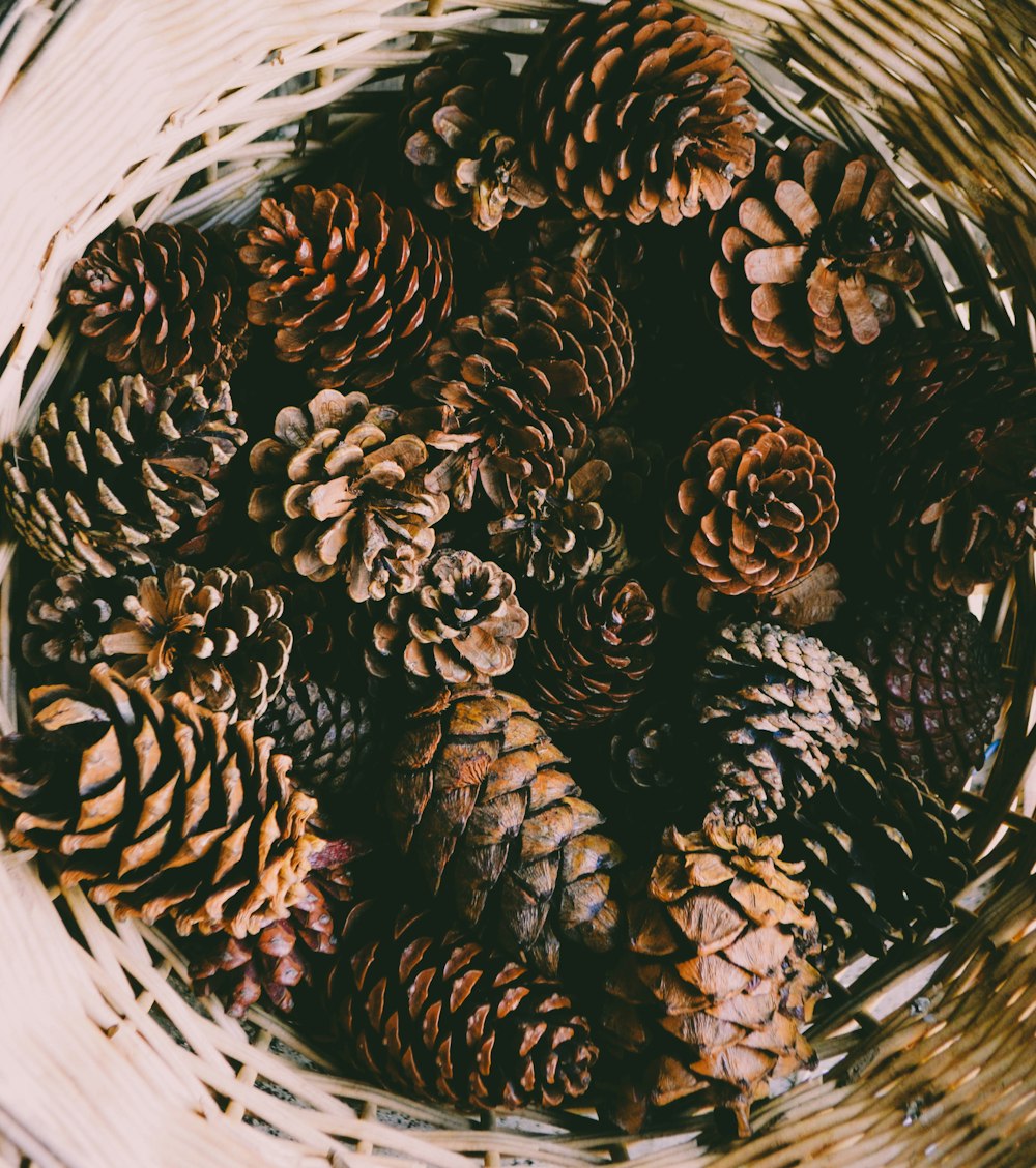 basket of pine cones