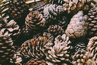 pinecones