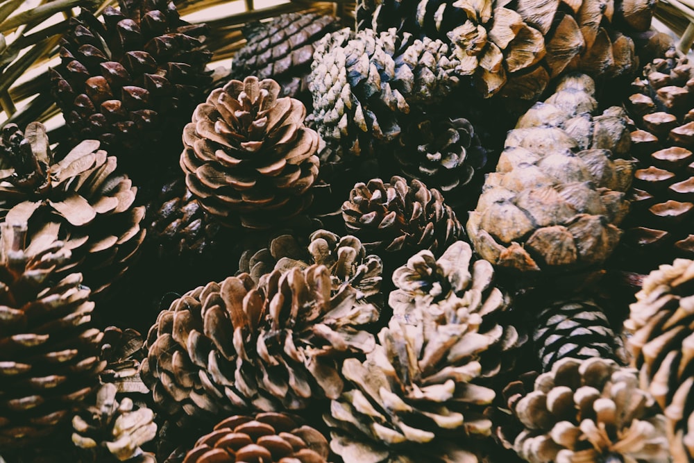 Pinecones