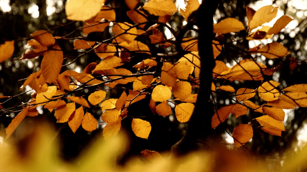 macro shot of brown leaves