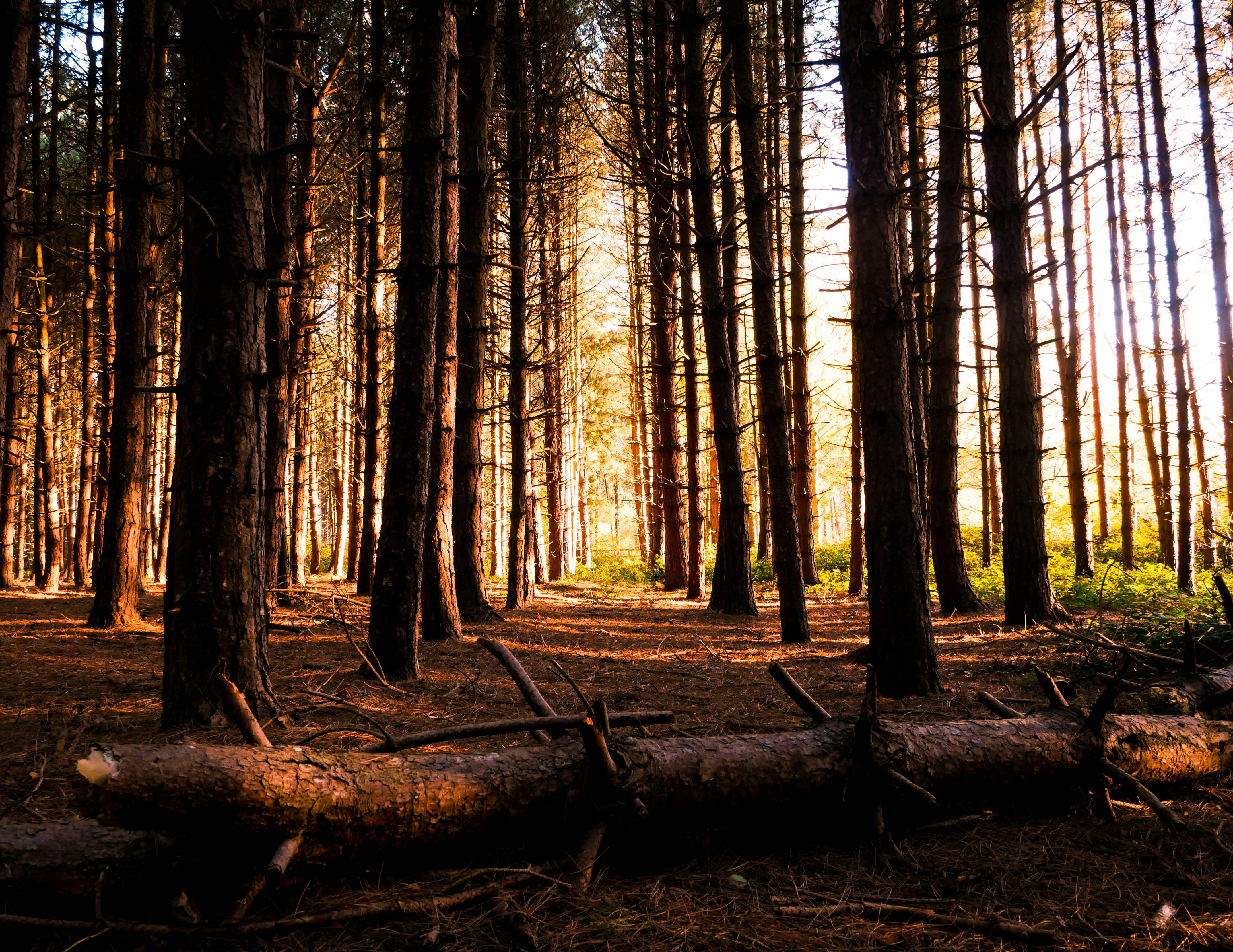 Possible solutions to empty files after log rotation