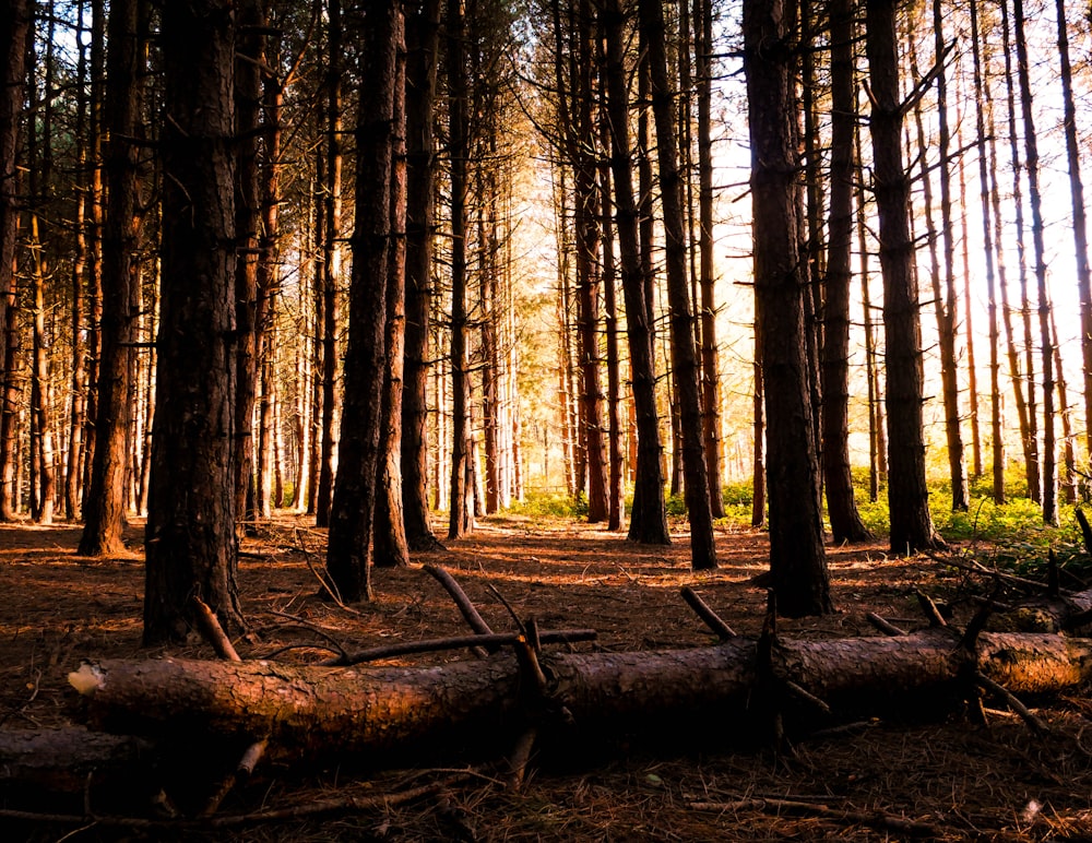 a forest filled with lots of tall trees