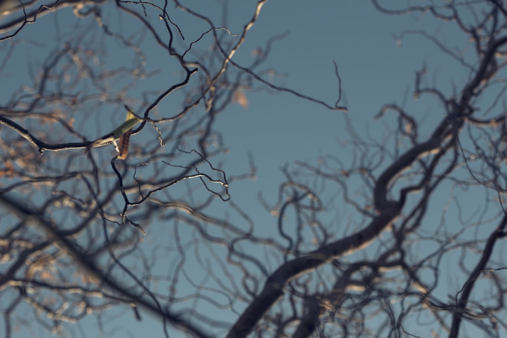 grauer kahler Baum unter blauem Himmel in der Low-Angle-Fotografie