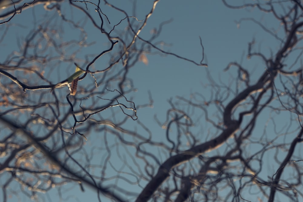 gray bare tree under blue sky in low angle photography