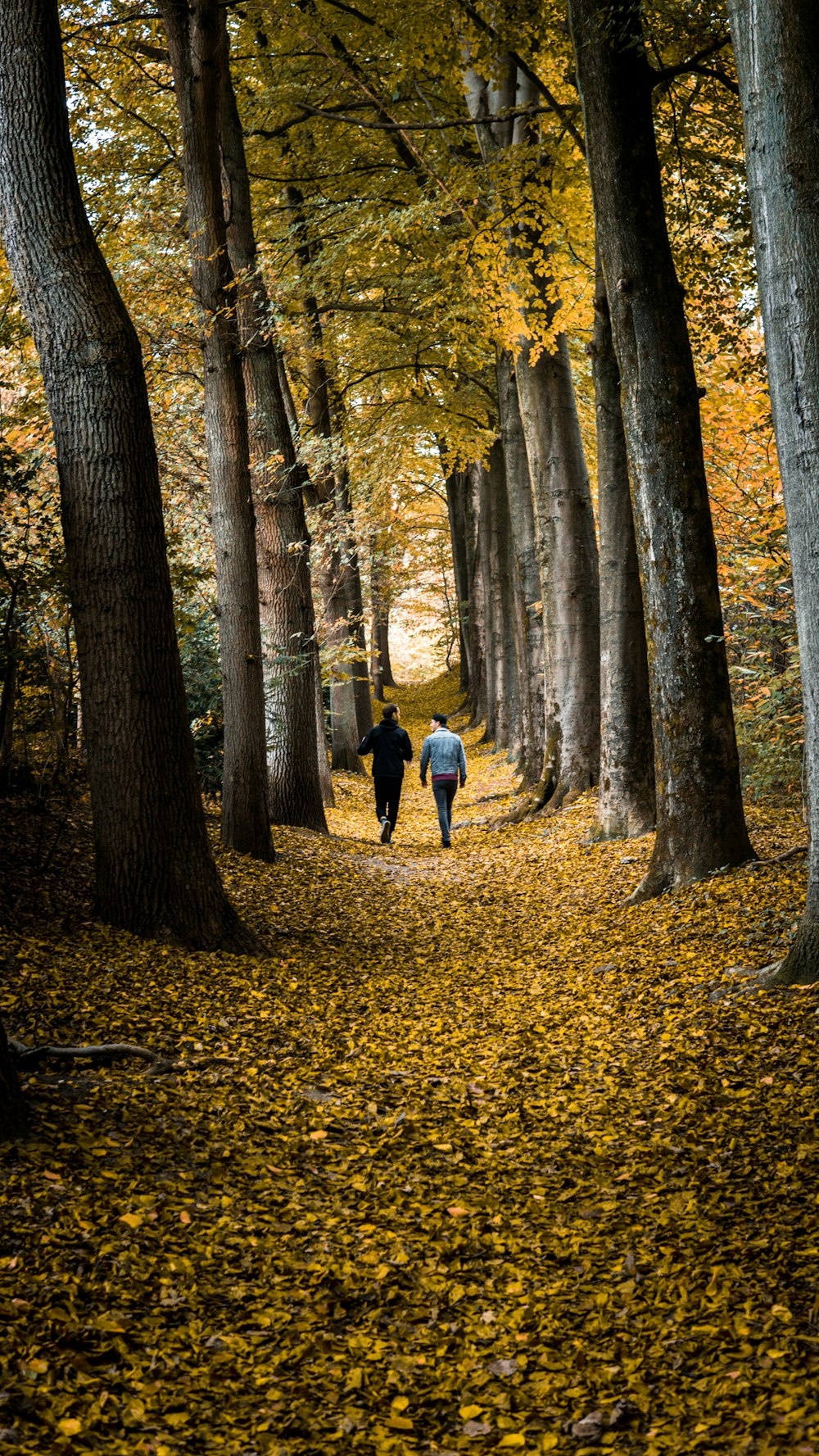 two men walking in the middle of forest