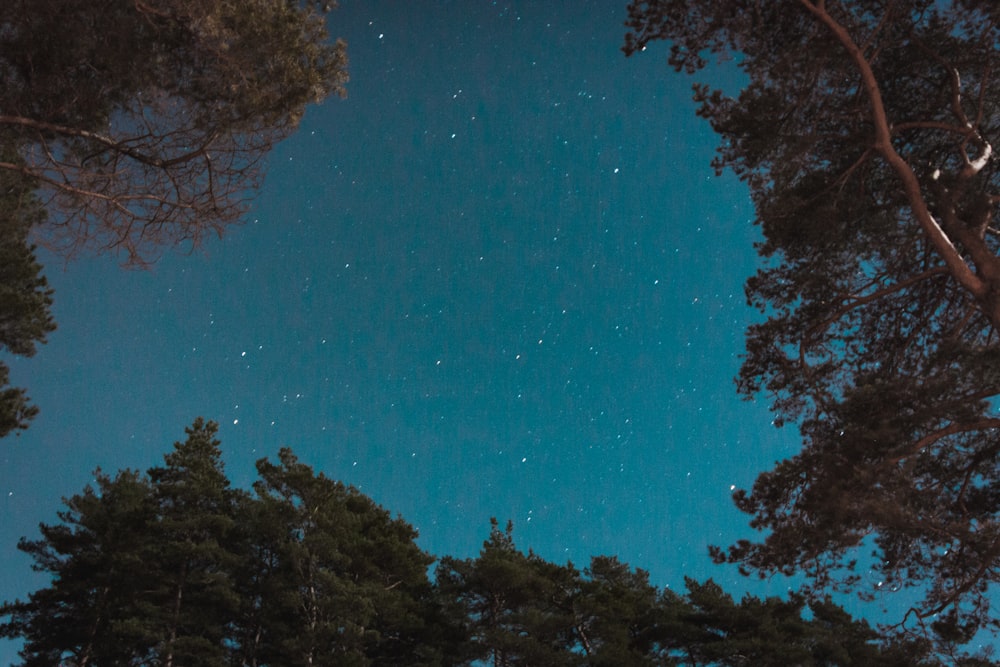 low angle photography of stars