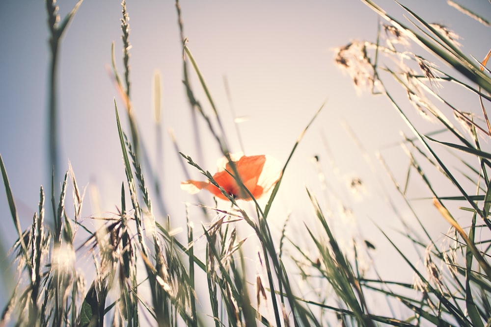 selective focus photo of orange petaled flower surrounded by grass