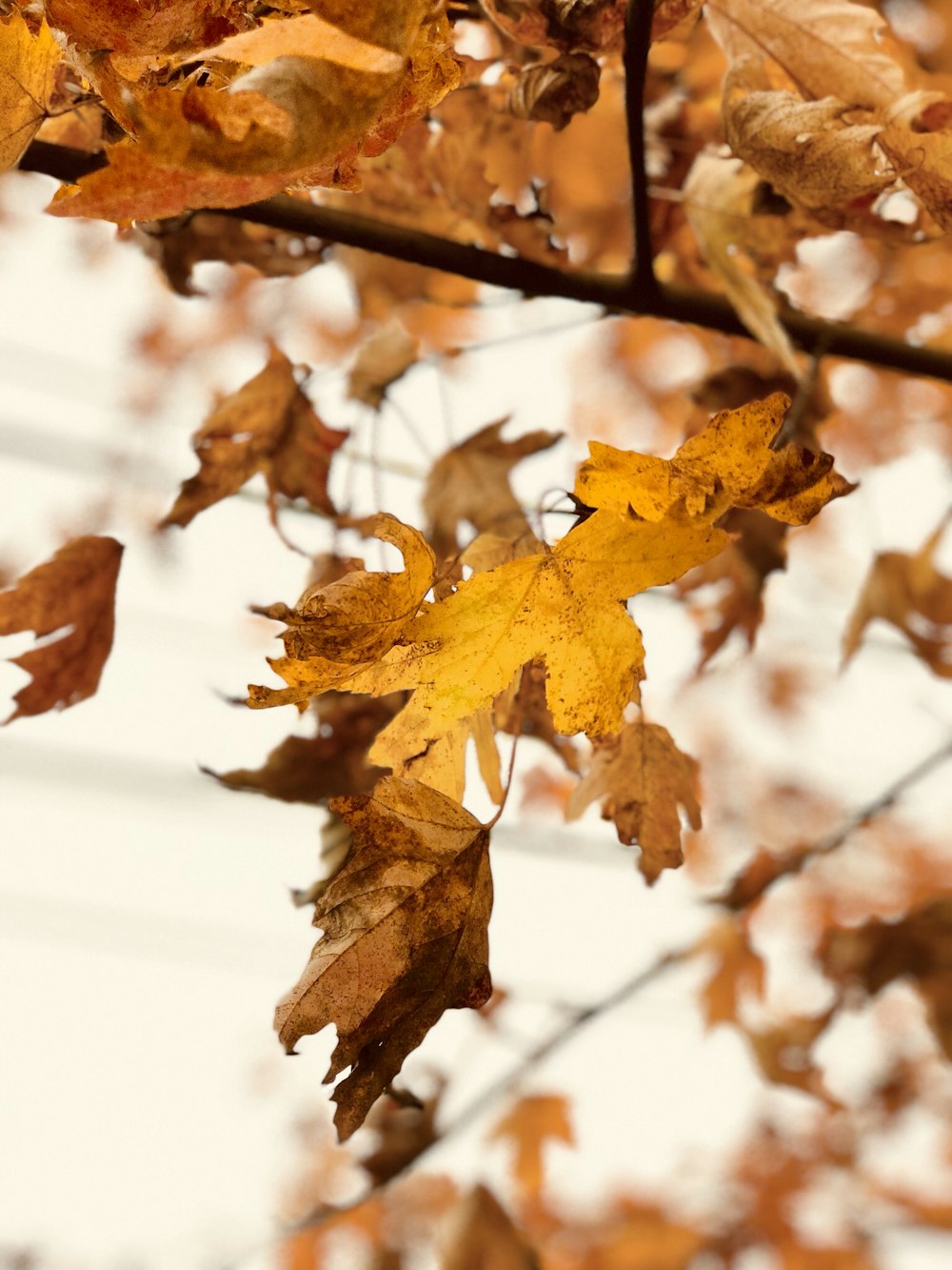 selective focus photography of brown leaves