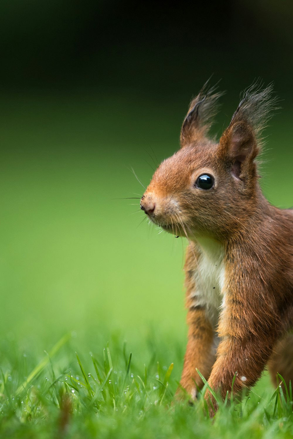 tilt-shift lens photography of brown squirrel on green grass during daytime