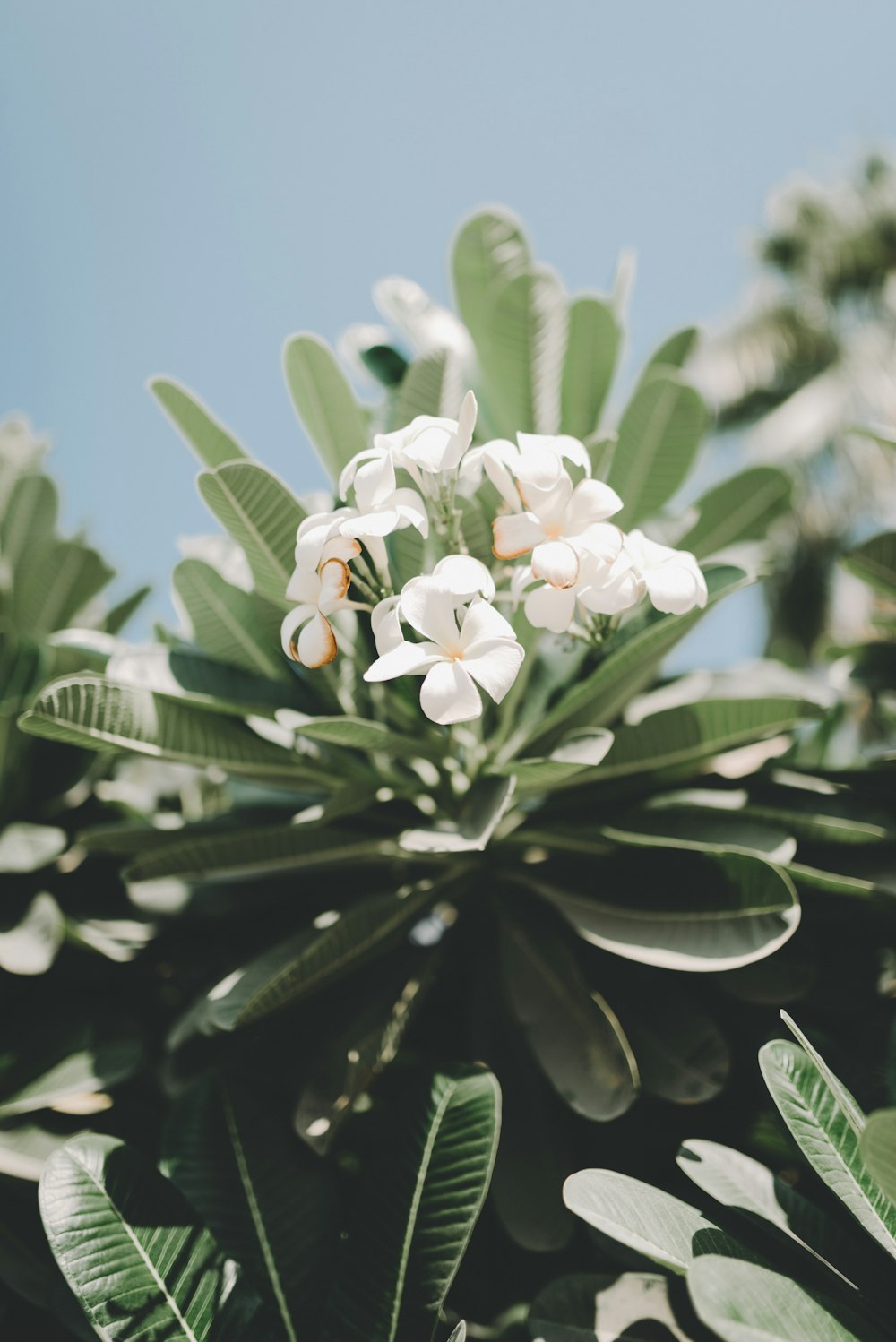 Foto de enfoque selectivo de flor de pétalos blancos