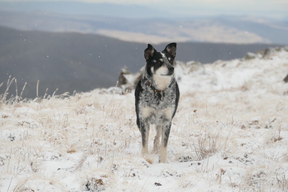 Hund steht auf schneebedecktem Feld