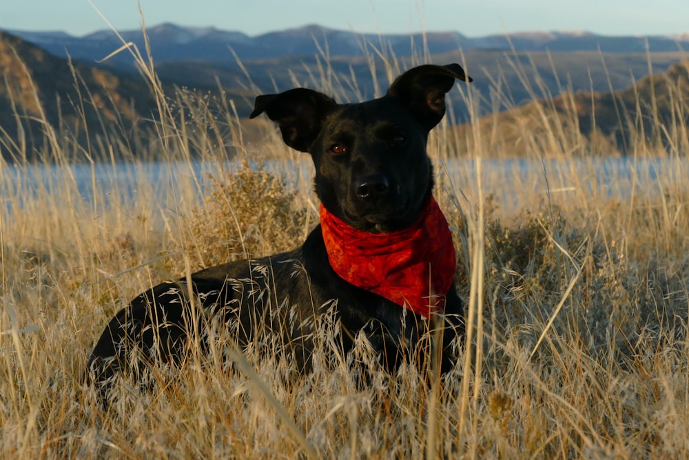 ベージュの草原の黒い犬のクローズ アップ写真
