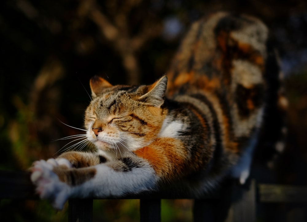 orange getigerte Katze streckt sich auf Geländer