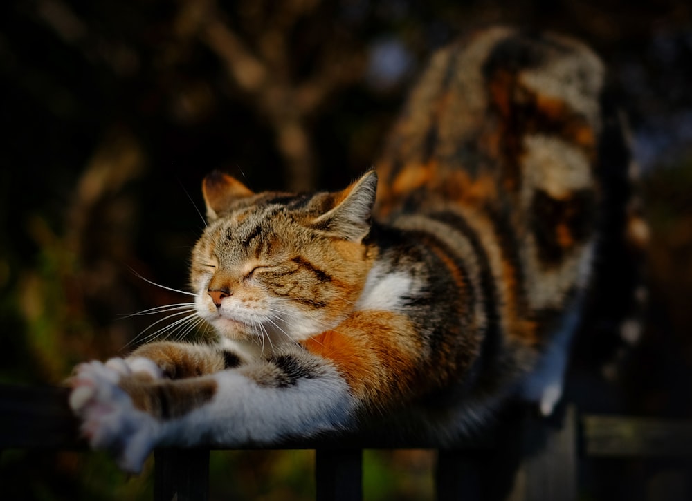 Position d’étirement du chat tigré orange sur la balustrade