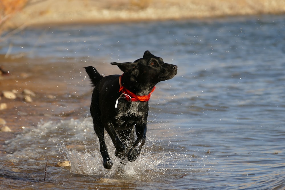black dog running near body of water