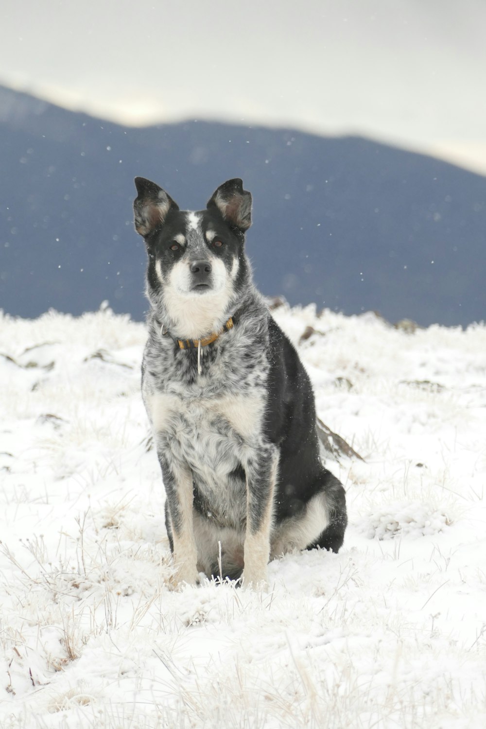 dog sitting down on snow-covered field