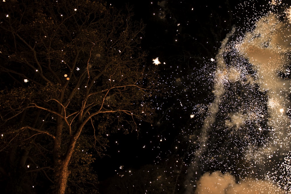 brown bare tree during nighttime