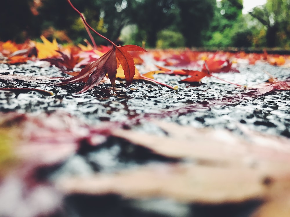 selective focus photography of maple leaves