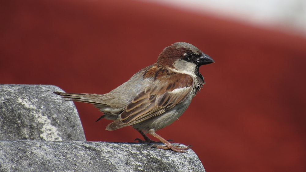 selective focus photography of bird standing on gray rocks