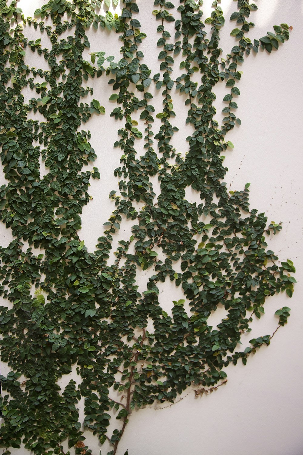 grünblättrige Pflanze auf weißer Wand