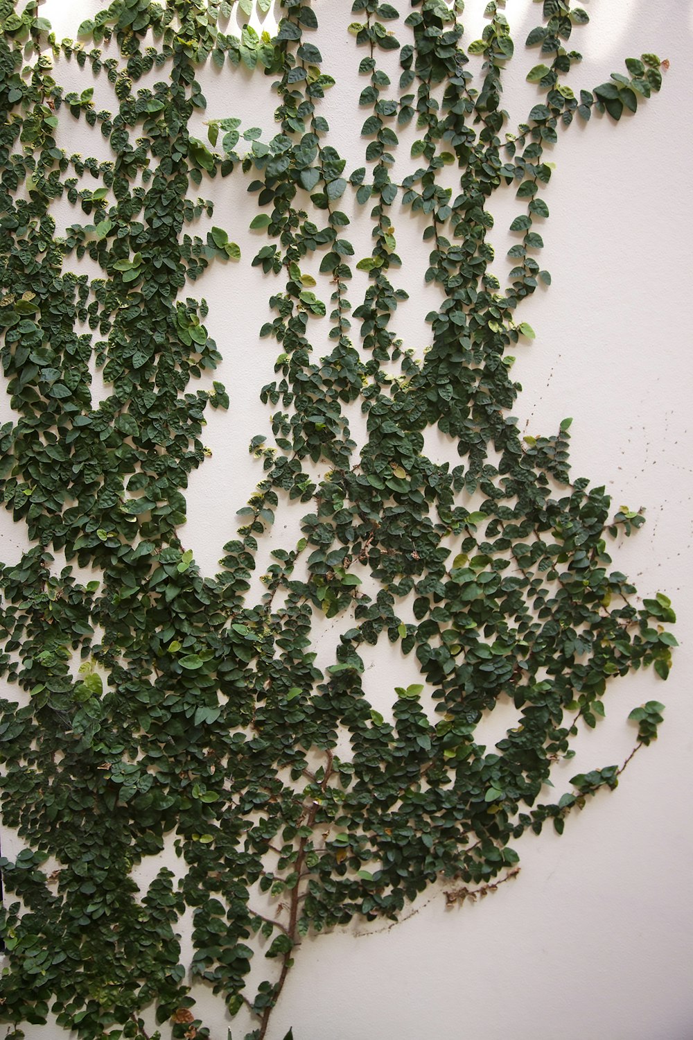 green leafed plant on white wall