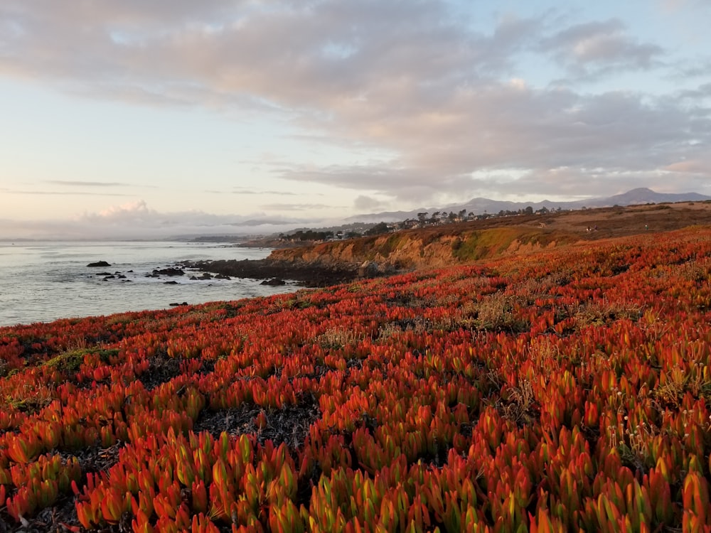 bed of red flowers near body of water