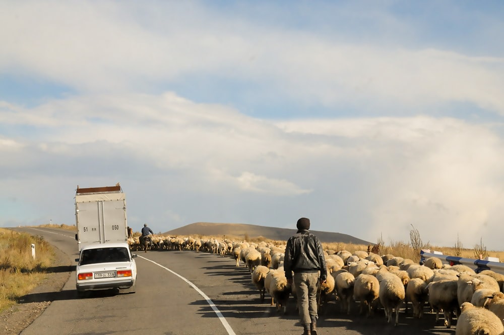 Uomo che cammina sulla strada asfaltata grigia con le pecore vicino al veicolo bianco sotto le nuvole bianche durante il giorno