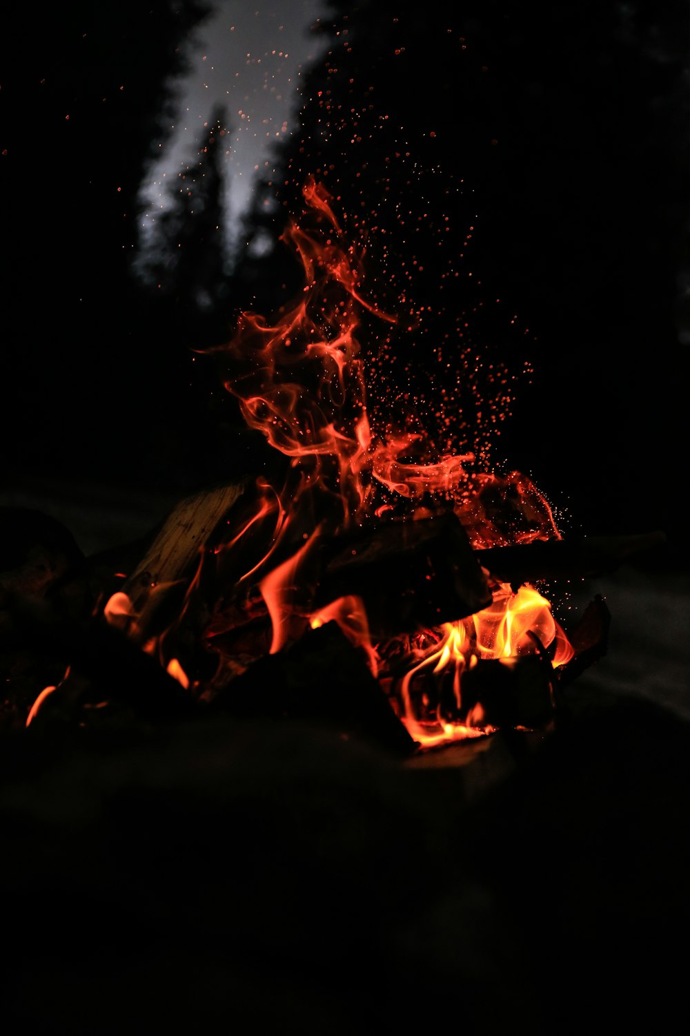 bonfire at forest