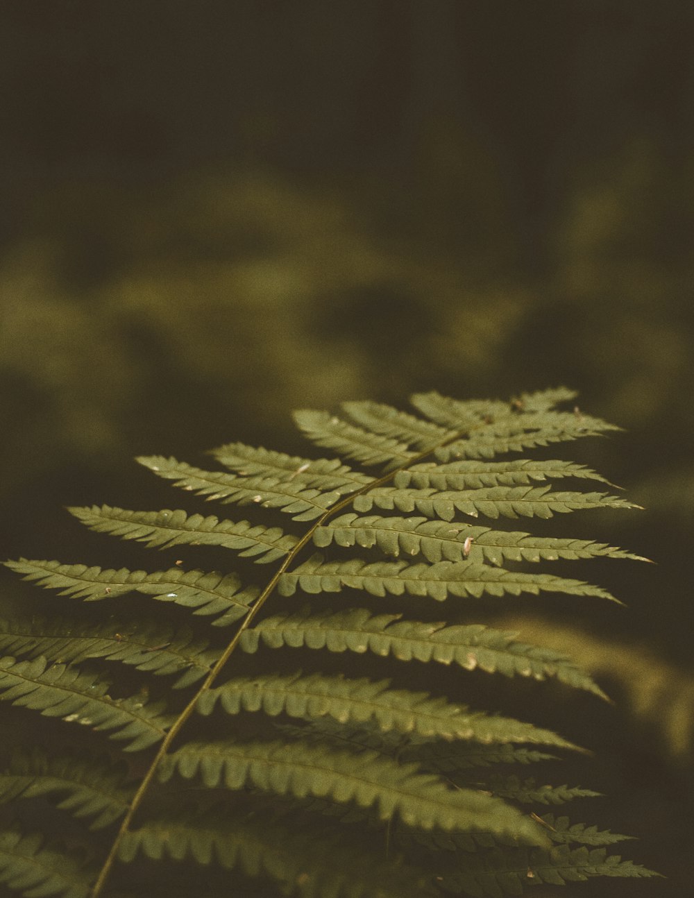 green leafed fern plant selective focus photo