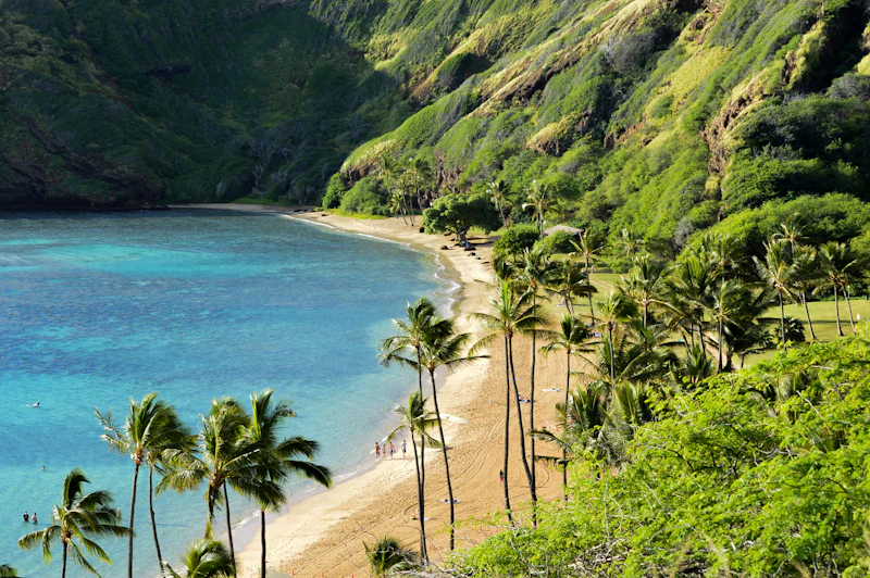 A palm-lined bay on the Hawaiian coast