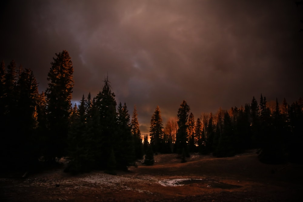 silhouette photography of forest