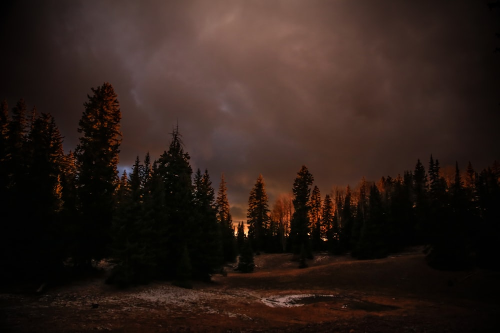 Silhouettenfotografie des Waldes