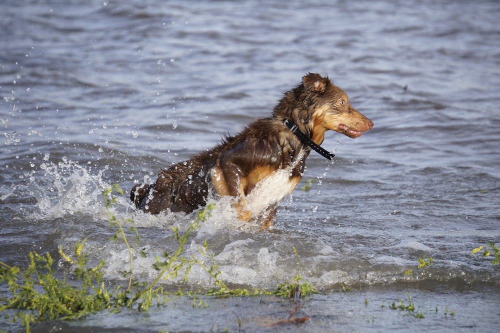 adult brown and white Australian shepherd running on body of water during daytime