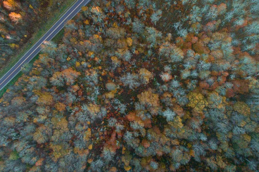 aerial photography of gray road surrounded by forest during daytime