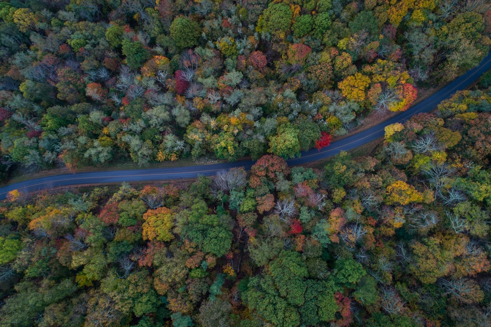 green leaf trees and gray concrete pavement road