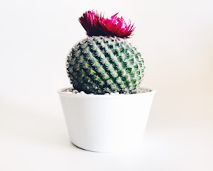 green cactus