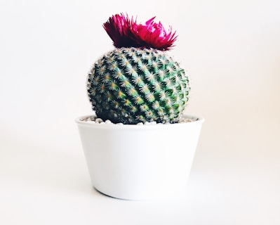 green cactus