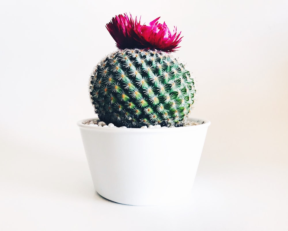 cactus verde