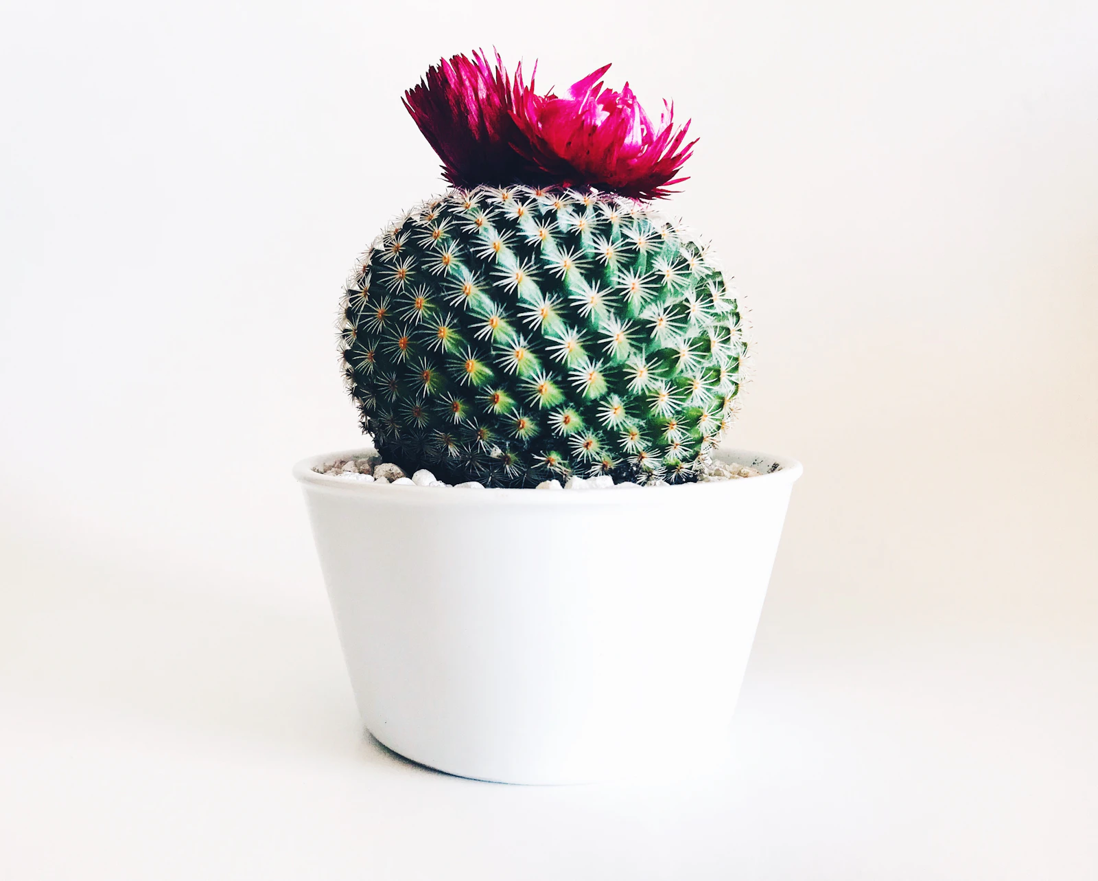 How to Repot a Houseplant Without Killing It: A Gentle Step-by-Step Guide