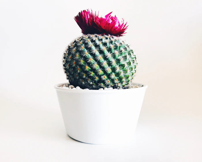 Plantes en pot