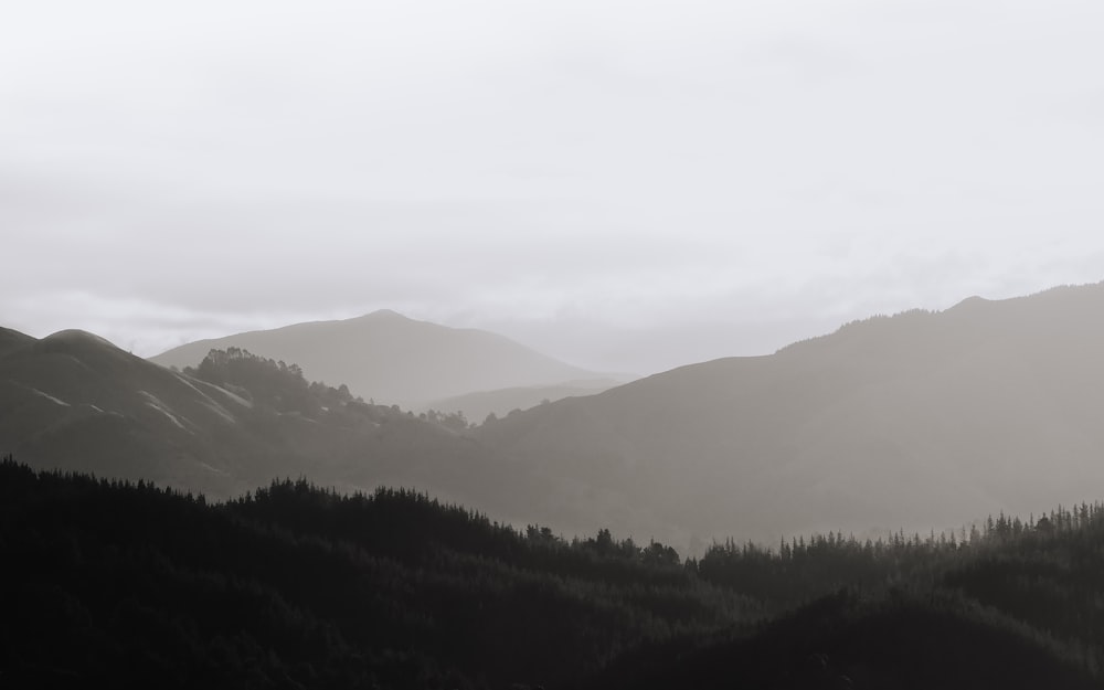 fog beneath a forest