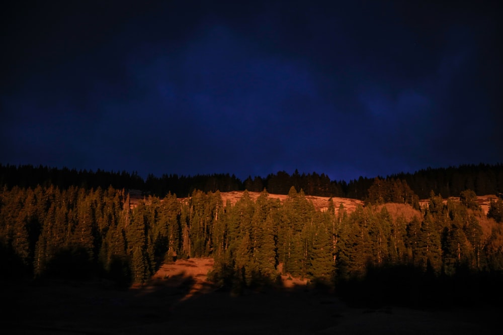 view of green leafed plants during night