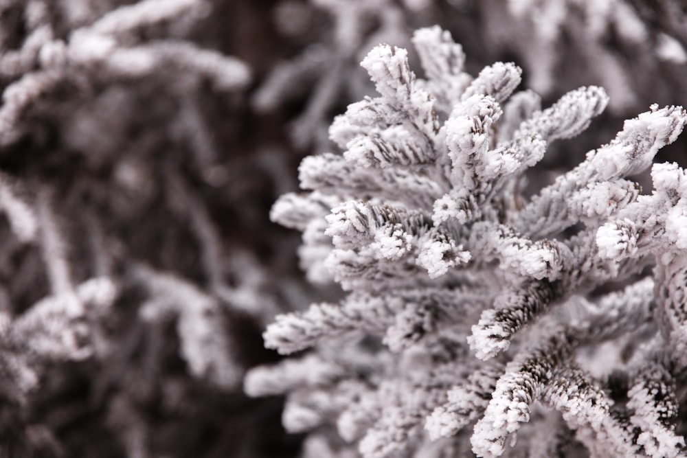 white and brown plant in close up photography