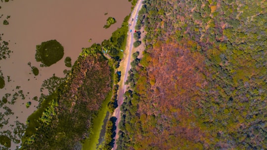 aerial view of green trees and river in Yuriria Mexico