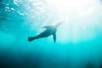 A sea lion is gracefully swimming underwater, silhouetted against a bright background with sunlight filtering through the ocean surface.