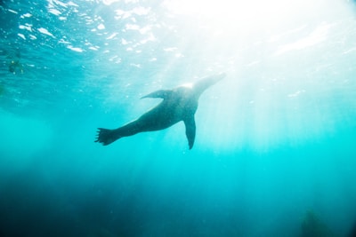 A sea lion is gracefully swimming underwater, silhouetted against a bright background with sunlight filtering through the ocean surface.