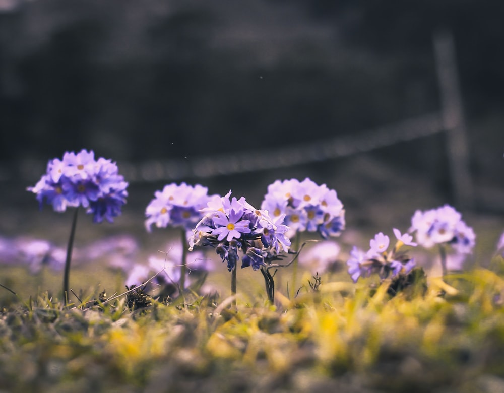 purple flowers in tilt shift lens photography