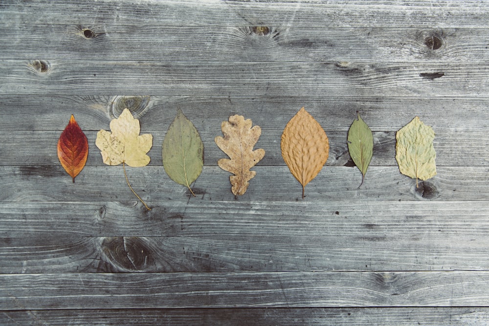 assorted-color leaves