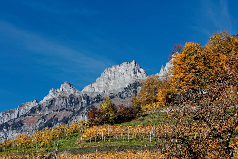 photo of mountain range near brown trees under clear sky